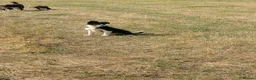 Border Collie dogs for sale: Paddy rough coated isds registered pup - Advert 5