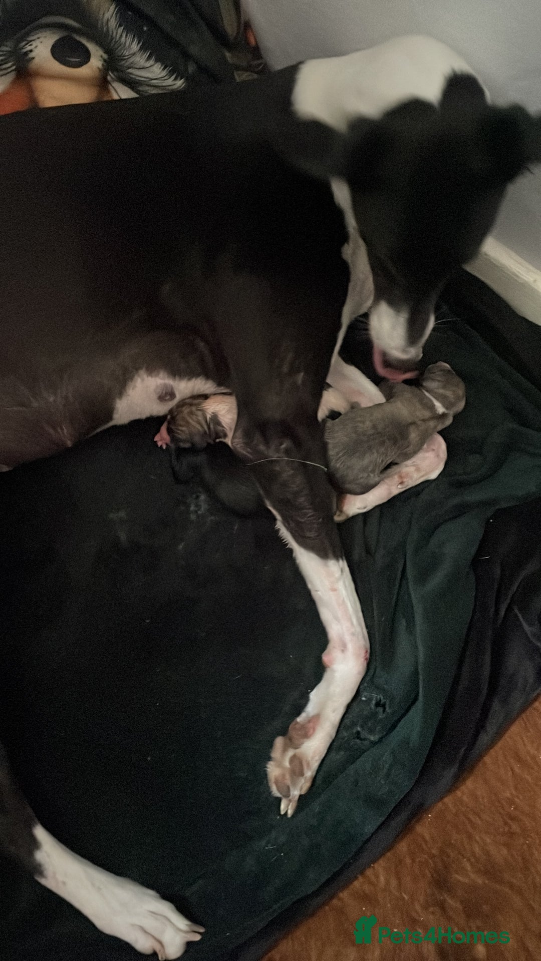 Lurcher dogs for sale: COLLIE WHIPPET X SALUKI GREYHOUND - Image 5