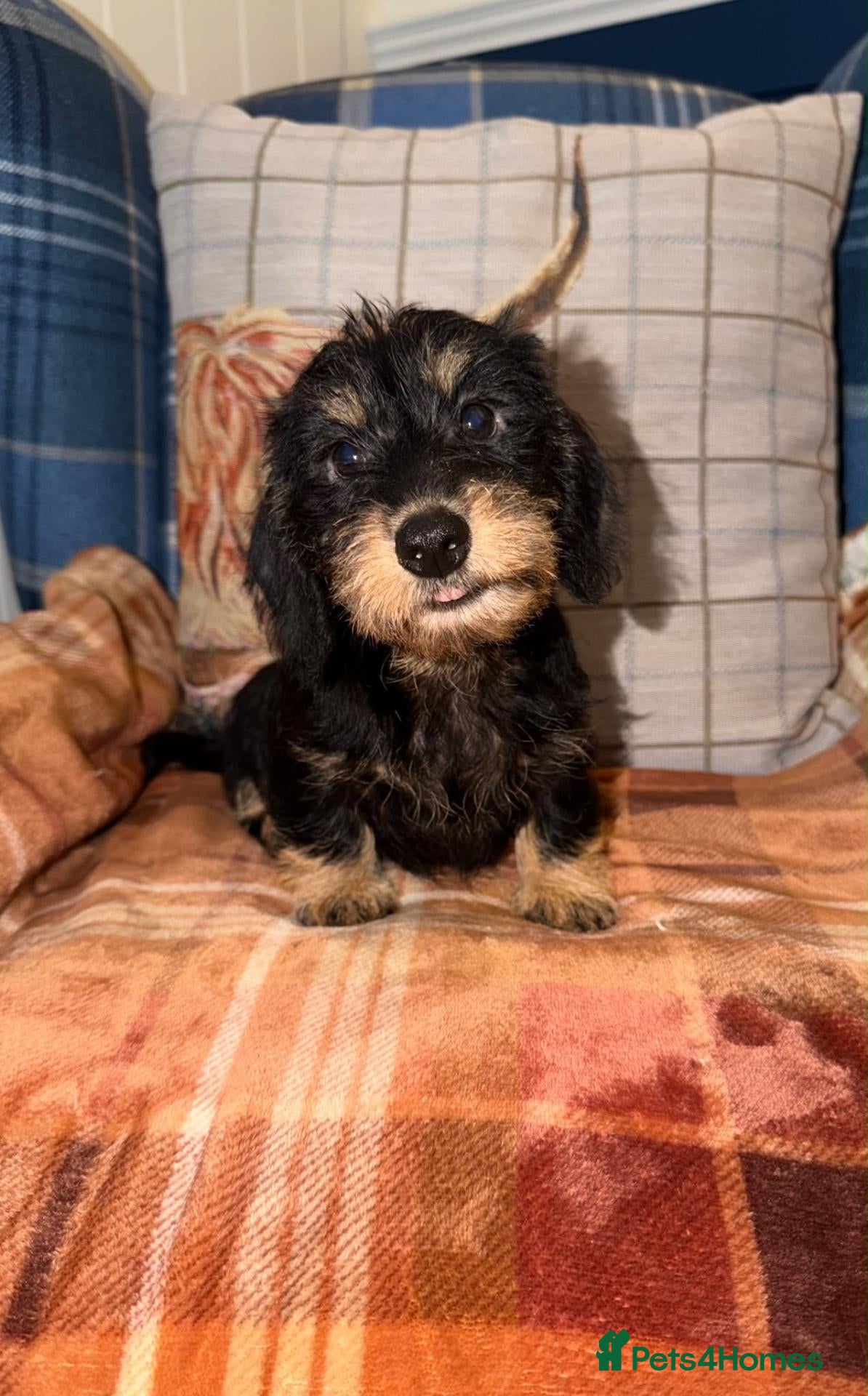 Miniature Dachshund dogs 💙Stunning Mini Wire Haired Boys 💙 - Advert 2
