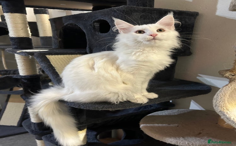 Maine Coon cats - Advert 13