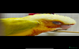 Conures birds for sale: Handtame 2 bonded conures - Image 2