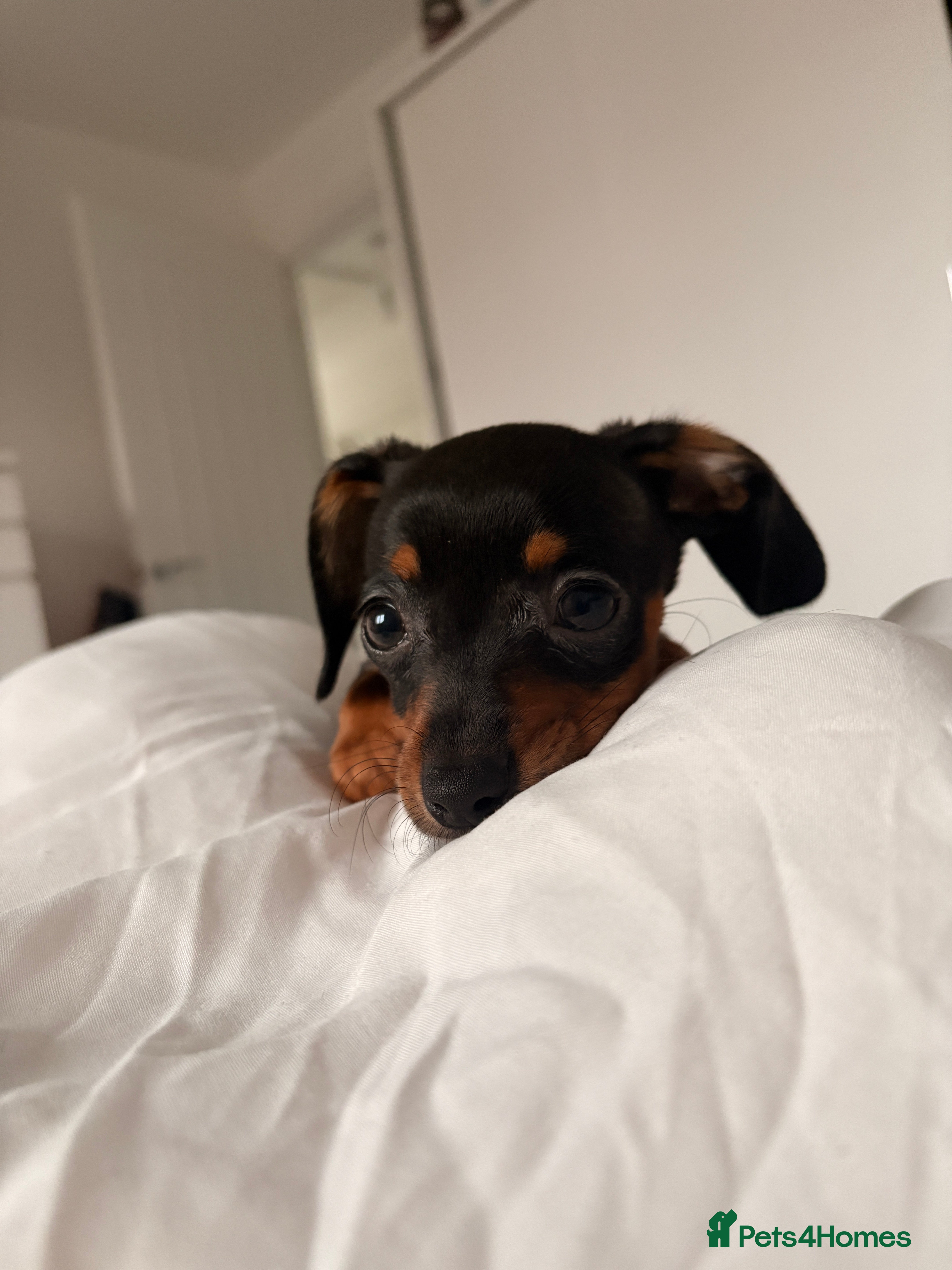 Chiweenie dogs Female Chinweenie  - Advert 1