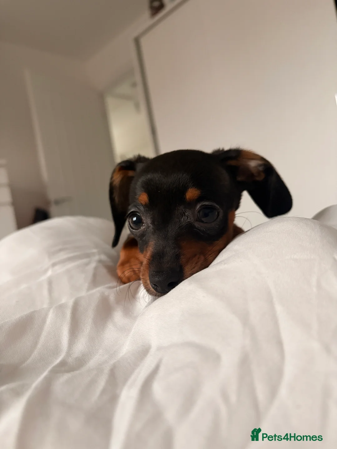 Chiweenie dogs for sale: Female Chinweenie  - Advert 1