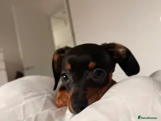 Chiweenie dogs Female Chinweenie - Advert 1