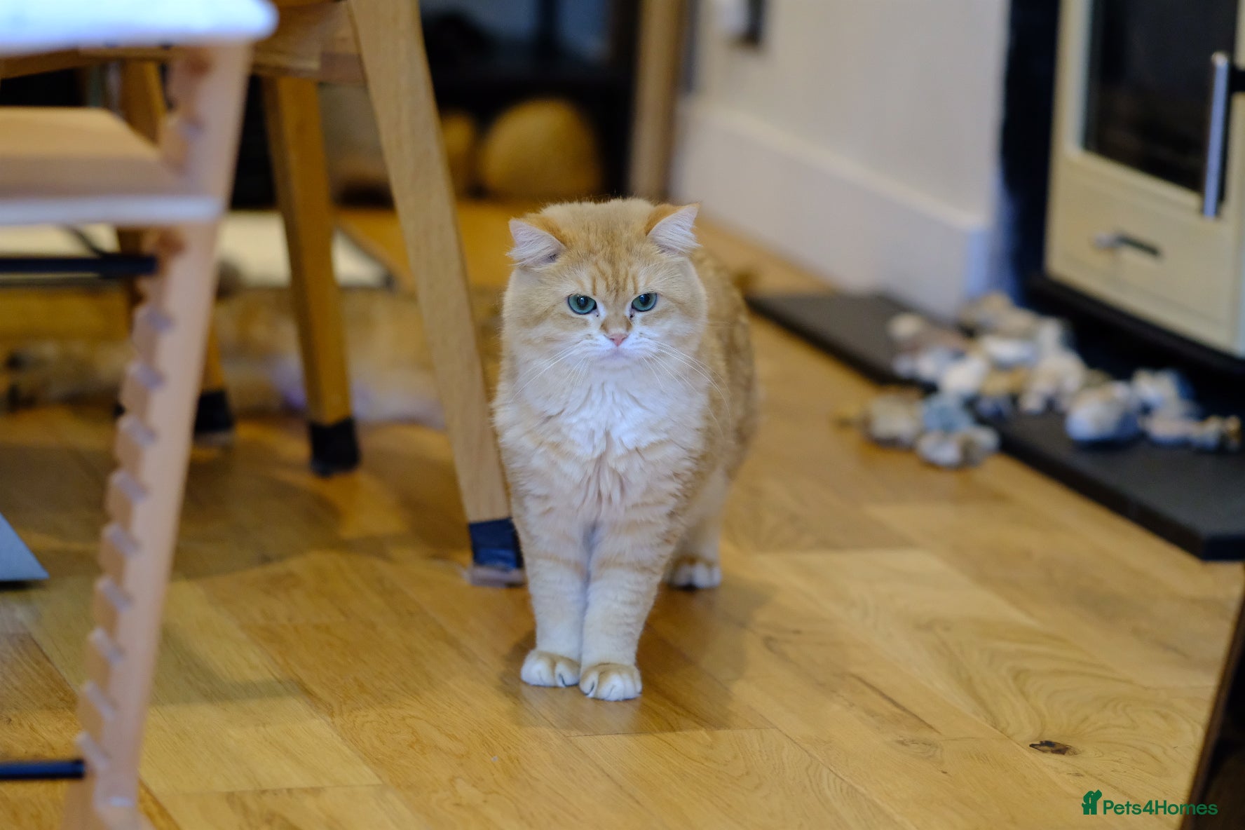 British Shorthair cats Rehome a 2 years old BSH golden male - Advert 1
