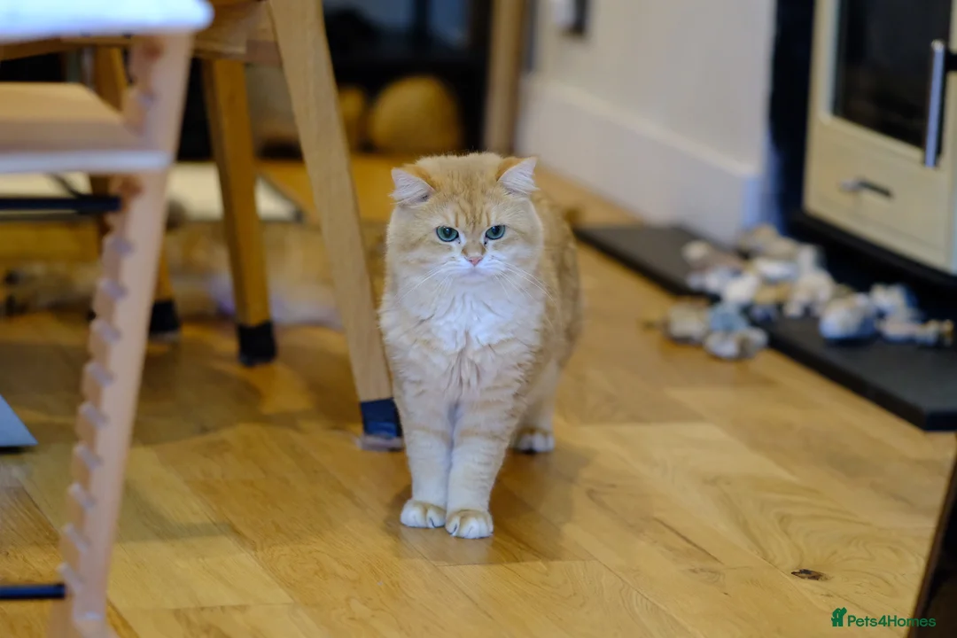British Shorthair cats for sale: Rehome a 2 years old BSH golden male - Advert 1