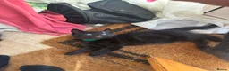 Mixed Breed cats for sale: 4 Adorable playful black kittens. Litter trained  - Advert 12