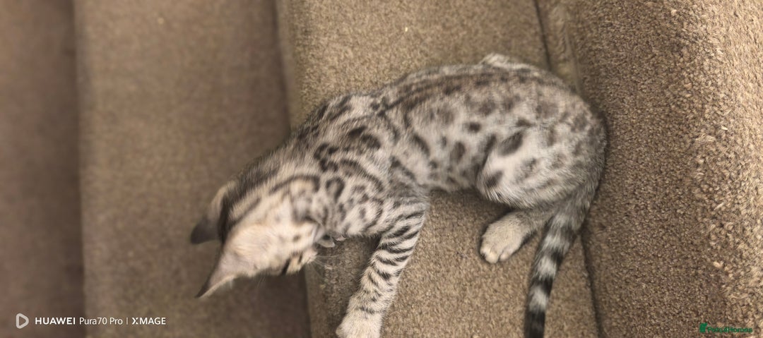 Bengal cats for sale: Sweet Bengal Kittens For Sale  - Image 26