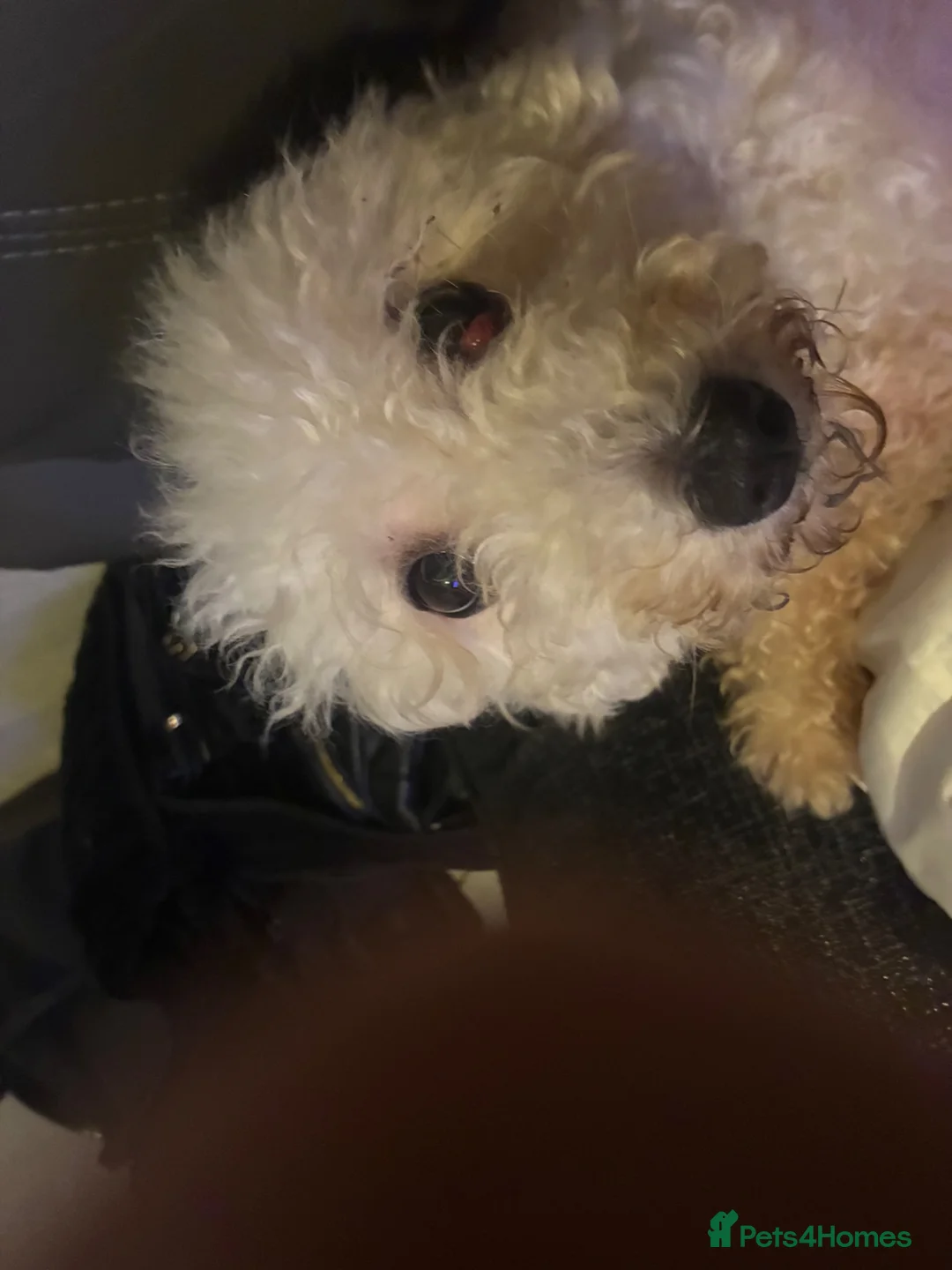 Bichon Frise dogs for sale: Beautiful Bichon Frise girl - Advert 8