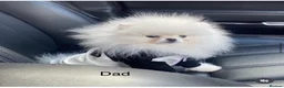 Pomeranian dogs for sale: !! LAST !! High quality KC reg girl - Advert 6
