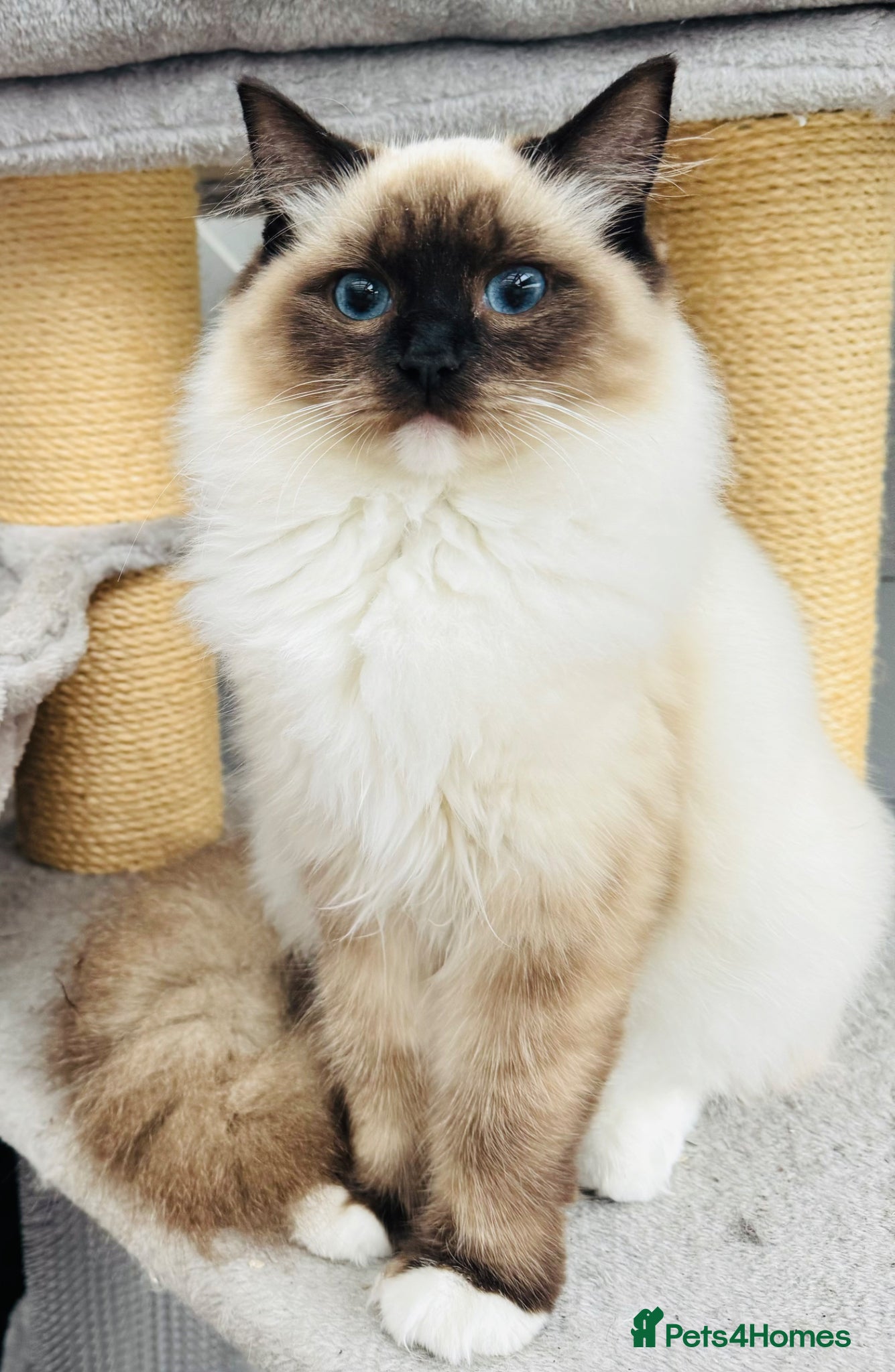 Ragdoll cats for sale: 2 Purebred Ragdoll Kittens  - Advert 3