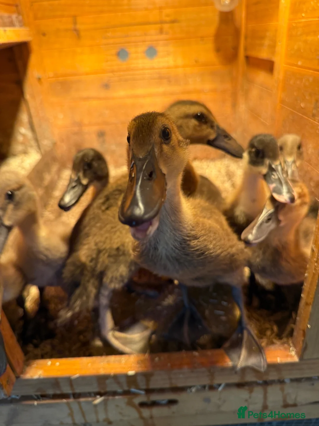 Ducks poultry for sale: Ducklings - Advert 2