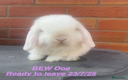 Mini Lop rabbits for sale: Mini Lops Bunnies. READ DESCRIPTION - Updated 22/7 in Chard - Image 16