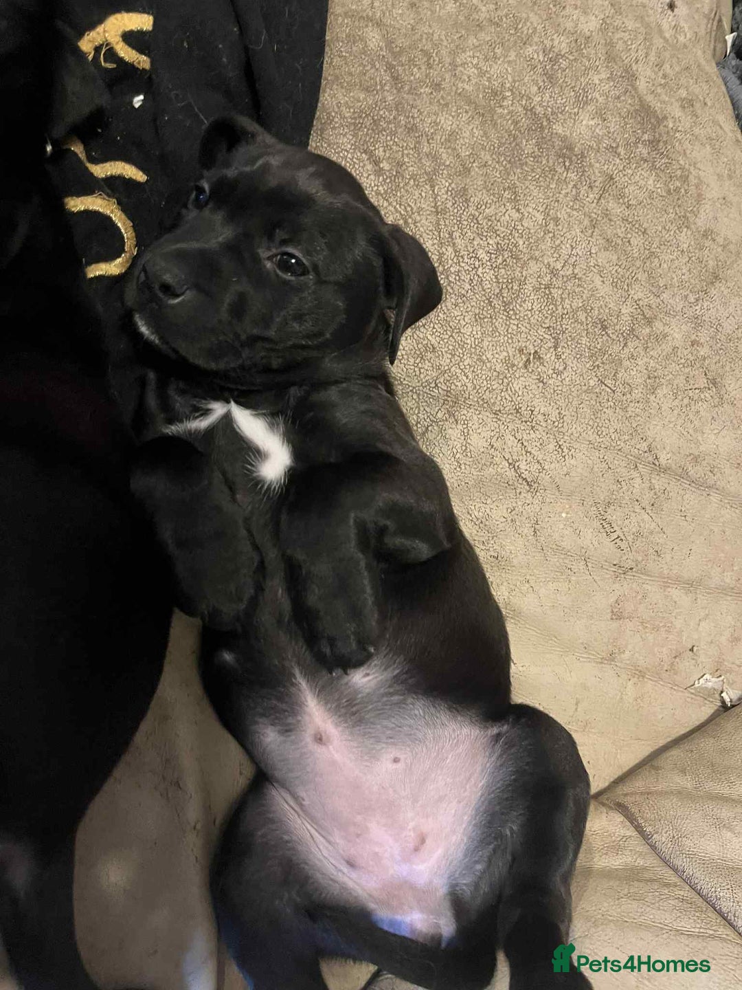 Mixed Breed dogs for sale: 8 week little Staffador lady  - Advert 3