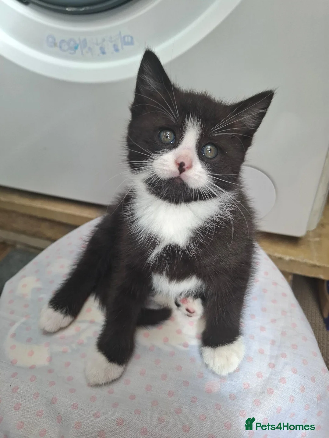 Mixed Breed cats for sale: 6 mixed-breed kittens - Advert 2