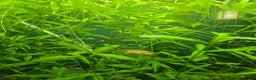 Plecos fish for sale: Golden Nugget Plec and other small fish - Advert 5