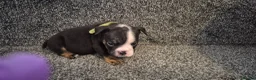 English Bulldog dogs for sale: Kc registered English bulldogs  in Plymouth - Advert 3