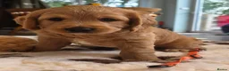 Labradoodle dogs for sale: DNA Health screened Miniature Labradoodles  - Advert 11