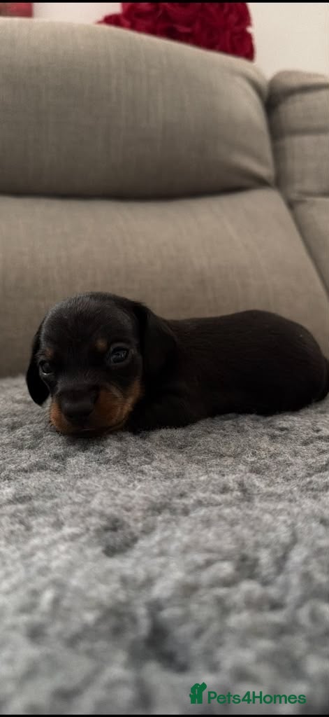 Miniature Dachshund dogs for sale:  Miniature Dachshund Puppies  - Advert 2