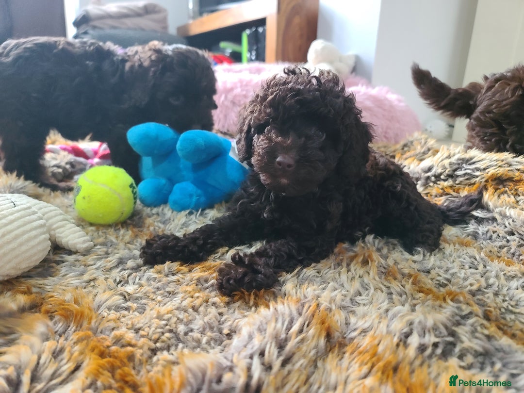 Cavapoo dogs for sale: Chocolate F1B Cavapoos. Health Tested.  - Image 33