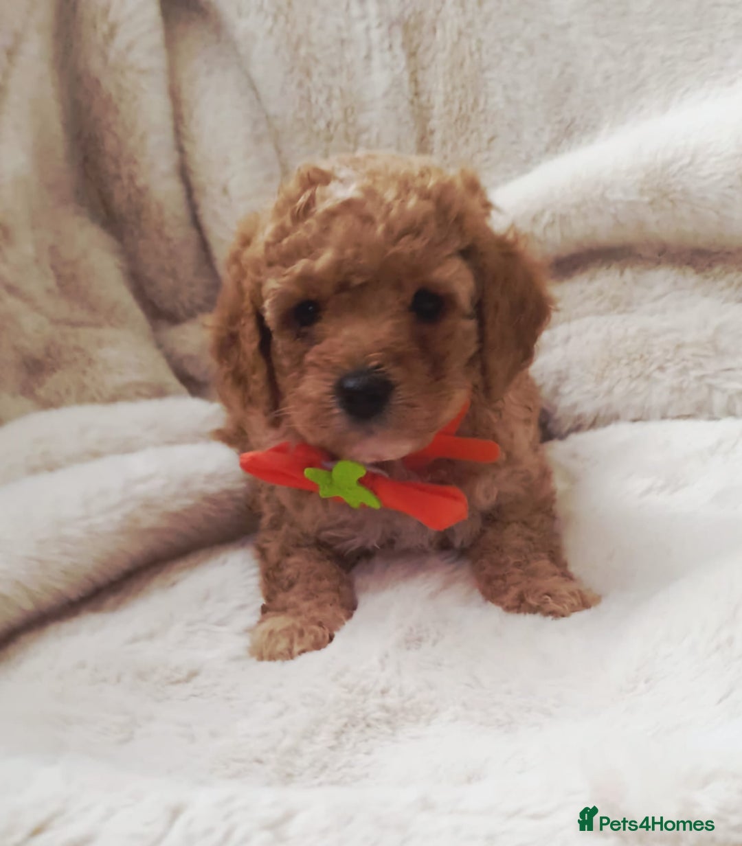 Cavapoo dogs for sale: F1bb extensively health tested caverpoo pups  - Advert 21