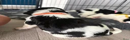 English Springer Spaniel dogs for sale: KC Registered English Springer Spaniel puppies - Advert 18