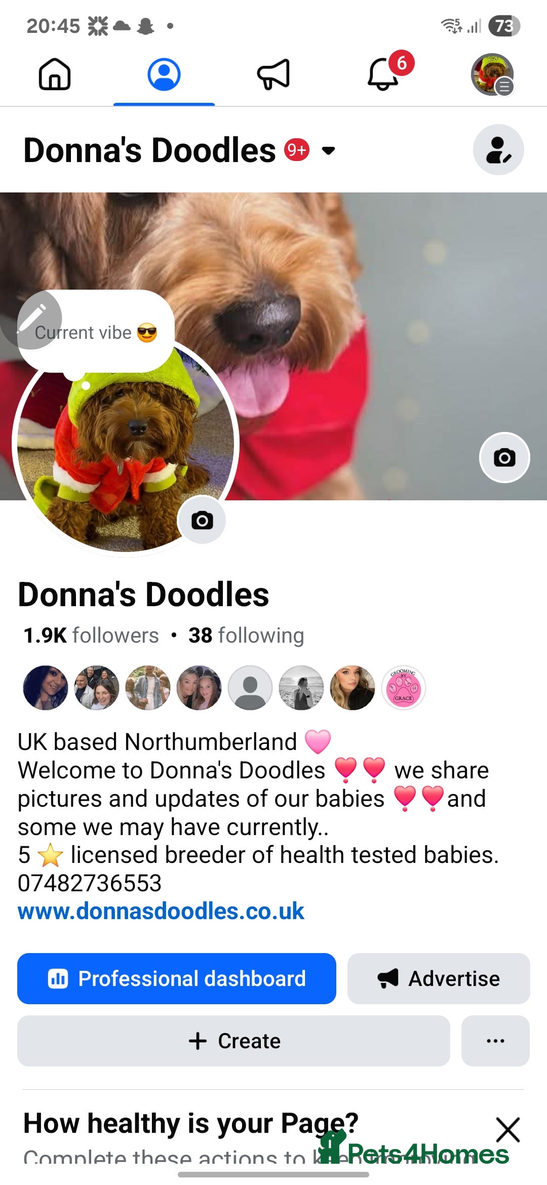 Cavapoo dogs for sale: Stunning f1 cavapoos  - Advert 9