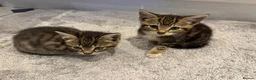 Mixed Breed cats for sale: Three beautiful kittens  - Advert 4