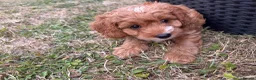 Cavapoochon dogs for sale: Miniature Cavapoochon Puppies for Sale - Advert 7