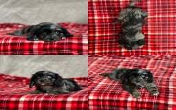 Cavapoo dogs for sale: STUNNING CAVAPOO PUPPIES READY NOW - Image 9