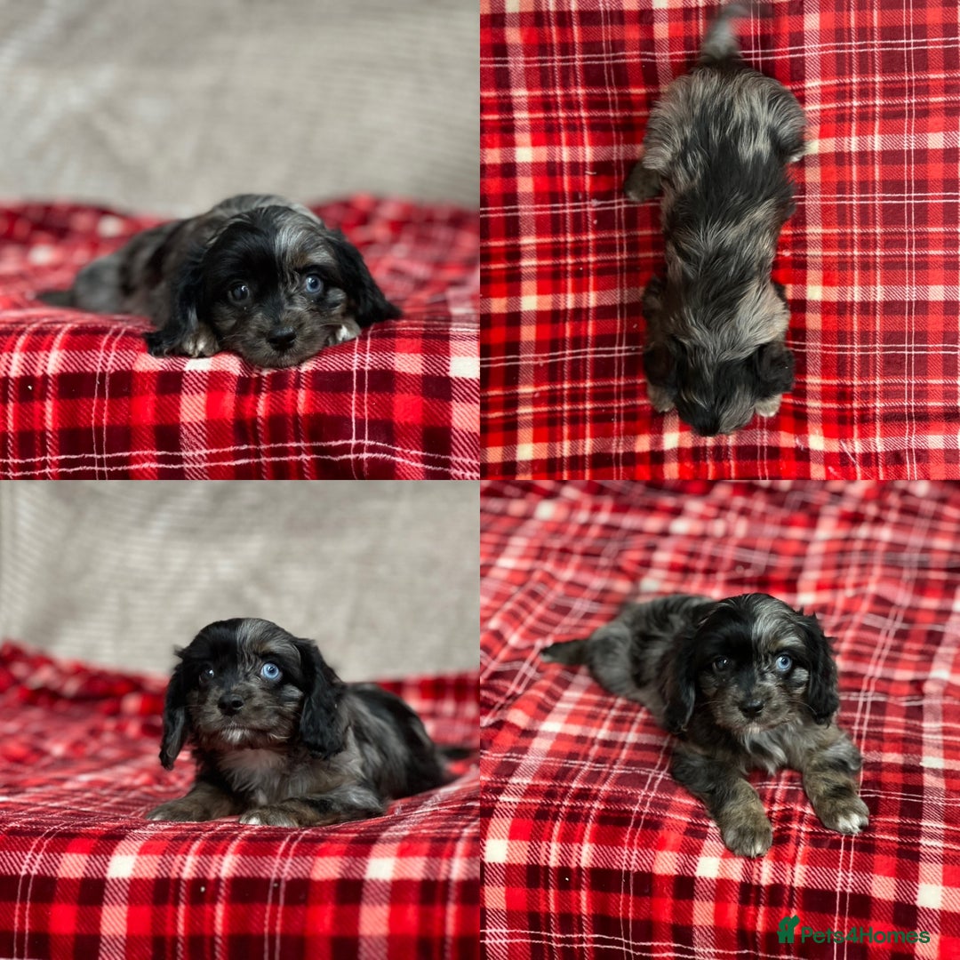 Cavapoo dogs for sale: STUNNING CAVAPOO PUPPIES READY NOW - Image 9