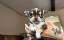Chihuahua dogs for sale: 3 little girls - Image 4