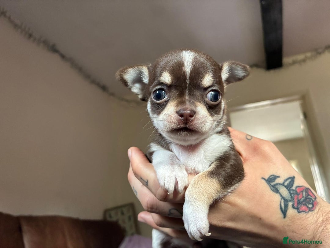 Chihuahua dogs for sale: 3 little girls - Image 4