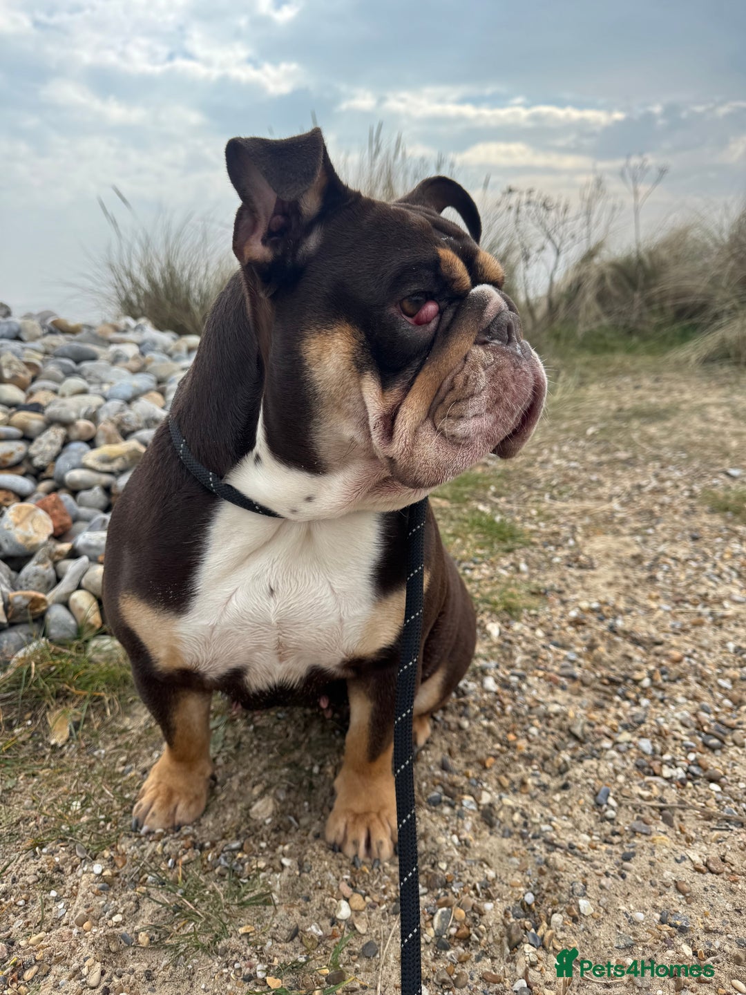 English Bulldog dogs for sale: Looking for my new home - Advert 15