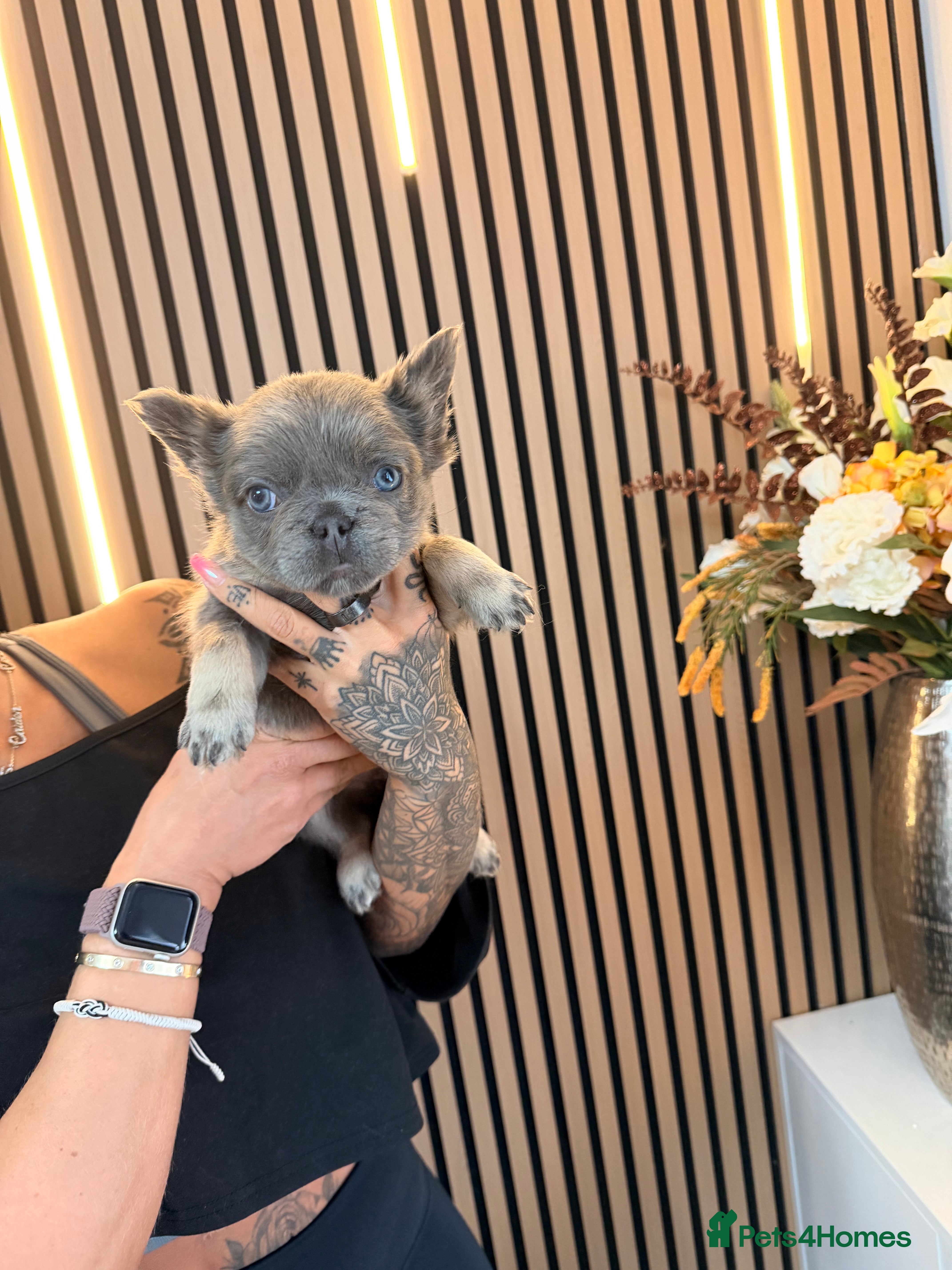 French Bulldog dogs  ** , EA husky, Full Fluffy, Pink, Isabella,  - Advert 1
