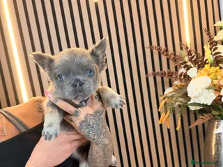French Bulldog dogs ** , EA husky, Full Fluffy, Pink, Isabella, - Advert 6