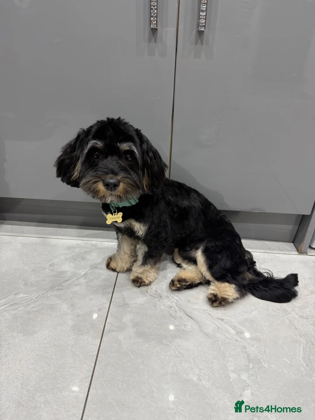 Cavapoo dogs for stud: Hunter 1 year old cavapoo-stud service  in Orpington - Advert 2