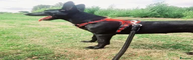 Belgian Shepherd Dog 1
