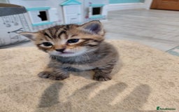 Maine Coon cats for sale: Kittens for sale half main coon - Image 7