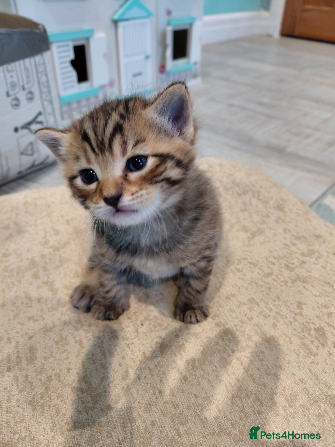 Maine Coon cats for sale: Kittens for sale half main coon - Image 7