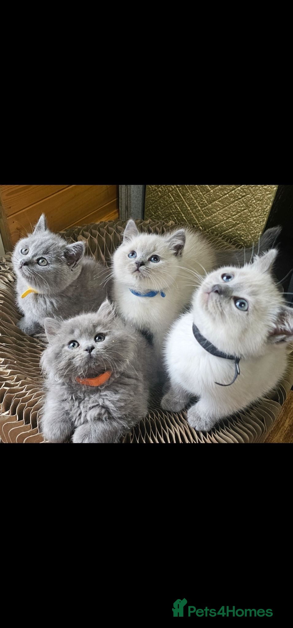 British Shorthair cats Colourpont bsh - Advert 3