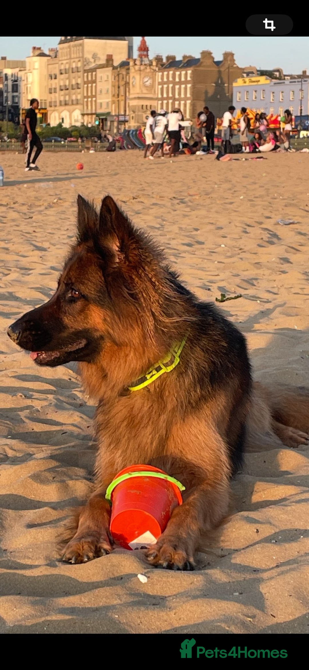 German Shepherd dogs for sale: Kc-registered German shepards puppies for sale - Image 19