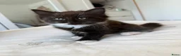 Mixed Breed cats for sale: Kittens  - Advert 6