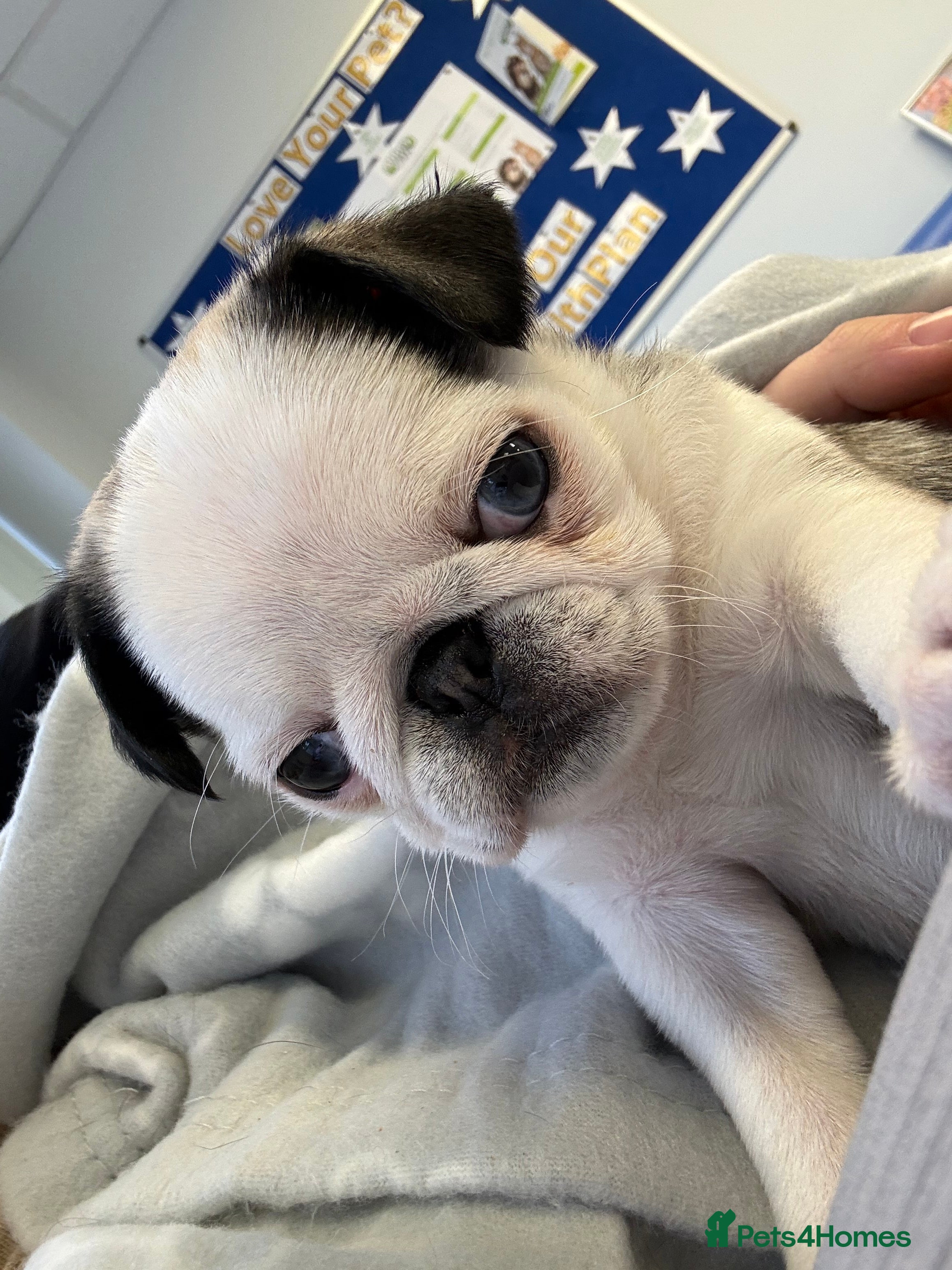 Pug dogs 🐾 Beautiful Pug Puppies 🐾 - Advert 4