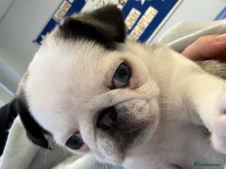 Pug dogs 🐾 Beautiful Pug Puppies 🐾 - Advert 4