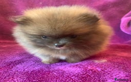 Pomeranian dogs for sale: Rainbow Litter with TAN POINTS - Image 10