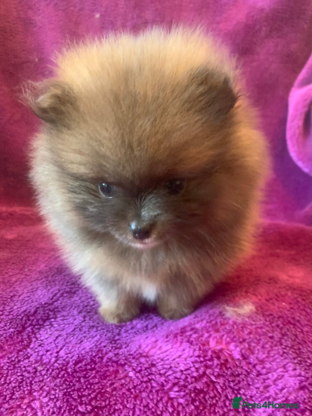 Pomeranian dogs for sale: Rainbow Litter with TAN POINTS - Image 10