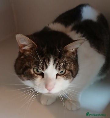 Mixed Breed cats FRANK - Advert 1