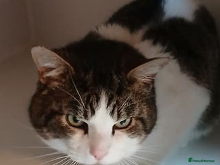 Mixed Breed cats FRANK - Advert 1