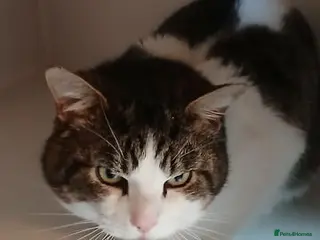 Mixed Breed cats FRANK - Advert 9